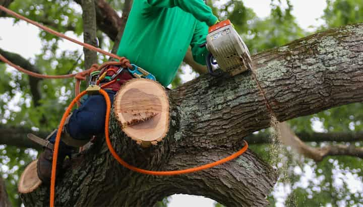 Thorough tree removal in Boston, MA