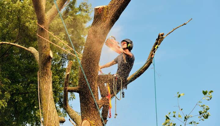 Commercial tree removal in Boston, MA