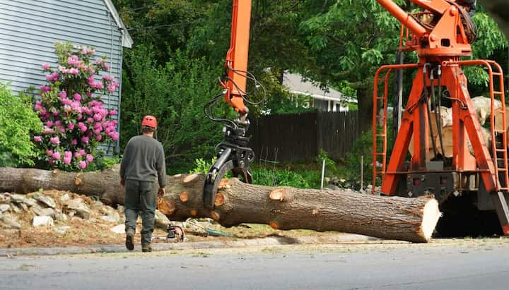 Residential tree removal in Boston, MA