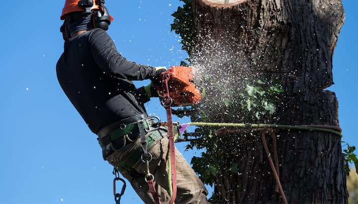 Reputable tree removal in Boston, MA